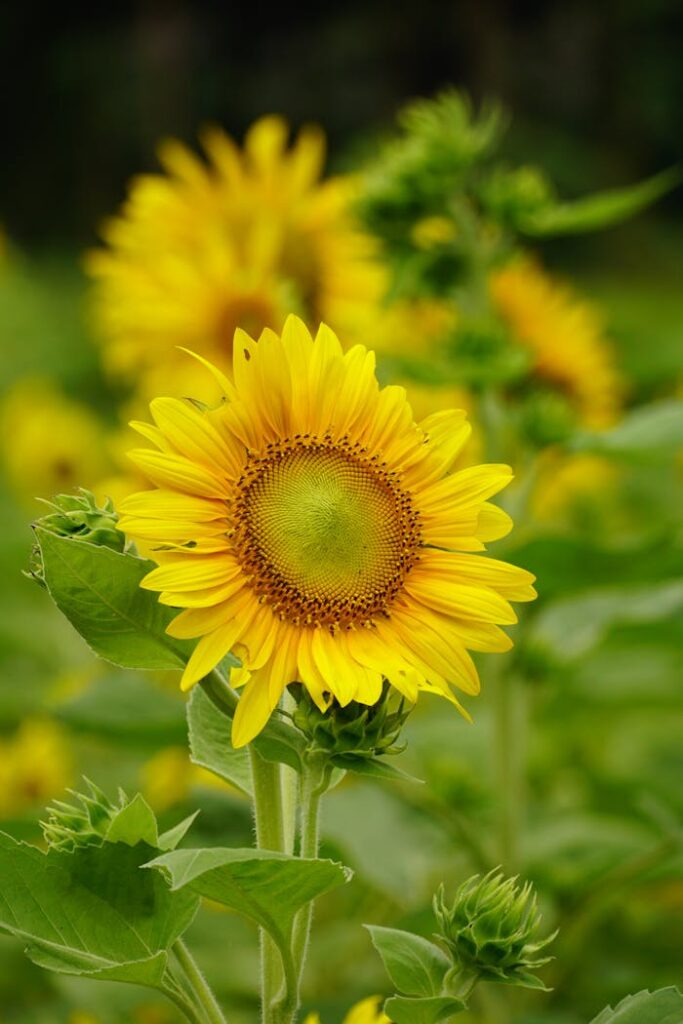 A sunflower is blooming in the middle of a field